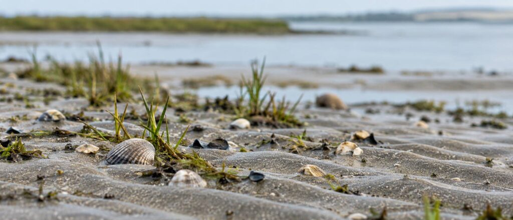 Illustration de détail sur le sujet : Somme (80) : comment la baie évolue avec l’ensablement