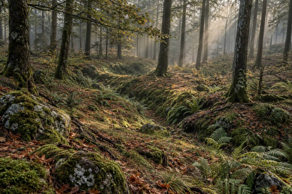 Sous-bois tempéré avec sol bombé, ligne de tranchée envahie de mousse et fougères sous une brume fine