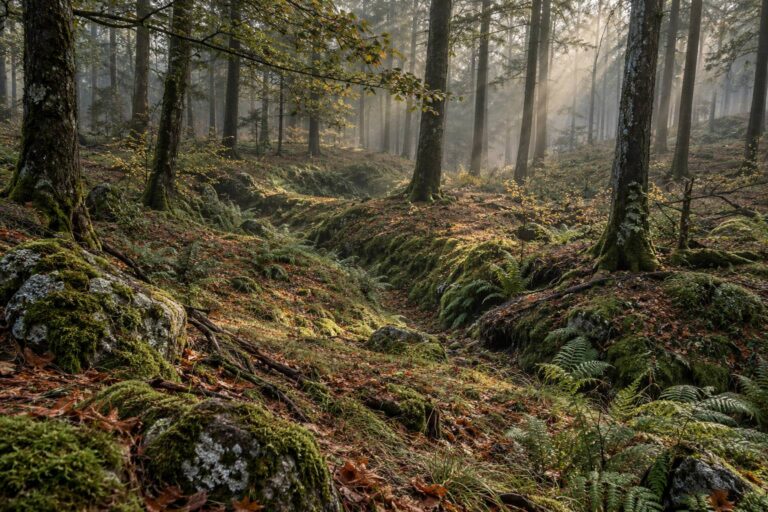 Meuse (55) : ce que le champ de bataille de Verdun conserve